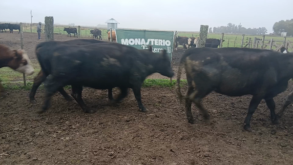 Lote 38 Vacas CUT preñadas en Buenos Aires, Coronel Dorrego