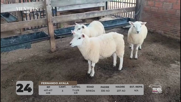 Lote LOTE 24
