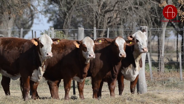 Lote VAQUILLONAS BRAFORD SUNCHALES 2025 EL ALJIBE