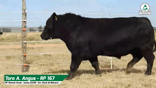 Lote TORO ANGUS