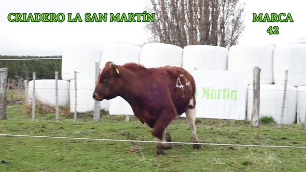 Lote 1 Toro
