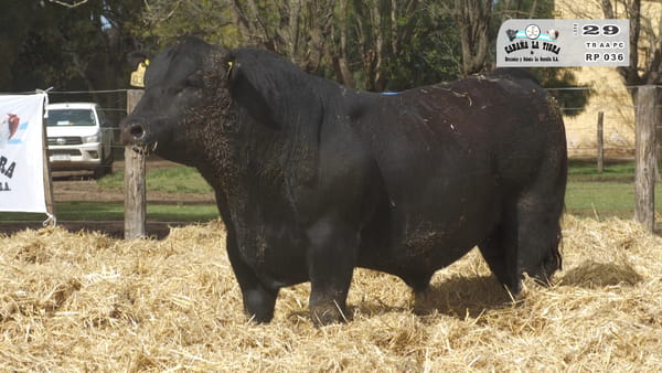 Lote TOROS PUROS CONTROLADOS