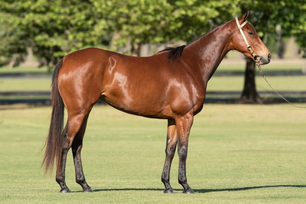 Lote TAITA BRILLANTINA - T/E (OPEN ILUMINADO - POLO PURPURA)