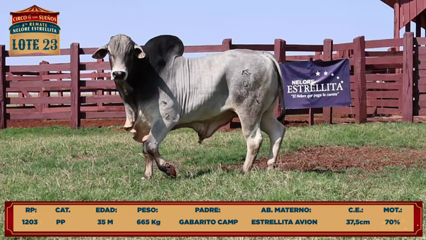 Lote LOTE 23