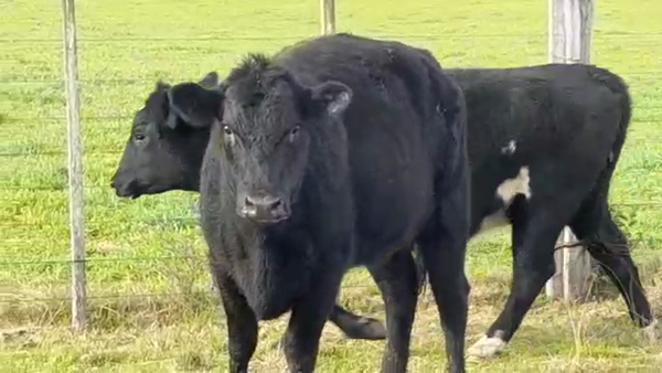 Lote (Vendido)2 Vaquillonas/Vacas Gordas 420kg -  en COLONIA SUIZA
