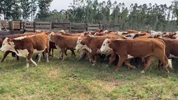 Lote 56 Vaquillonas P/ entorar en Ituzaingó, Corrientes