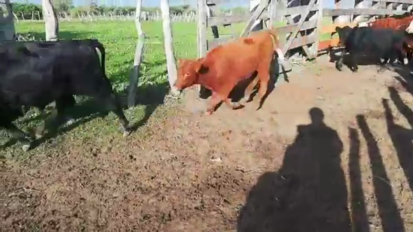 Lote 100 Terneros/as en Federal, Entre Ríos