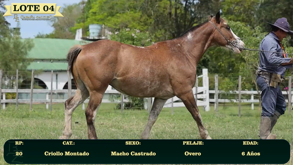 Lote LOTE 4