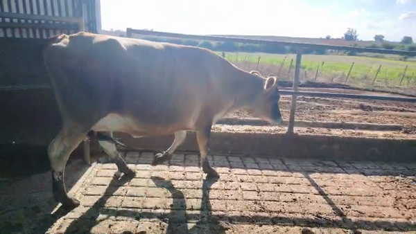 Lote Vaquillonas  410kg - , San José