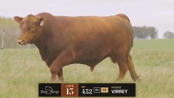 Lote LOTE 13 · TORO PI · RP 425 · TE, 432, 445