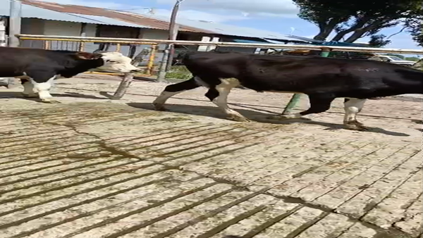 Lote 12 Terneros, San José