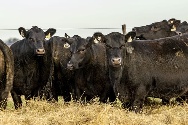 Lote VAQUILLONAS ANGUS PURAS CONTROLADAS