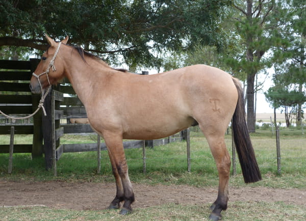 Lote LAGARTO ESCONDIDO
