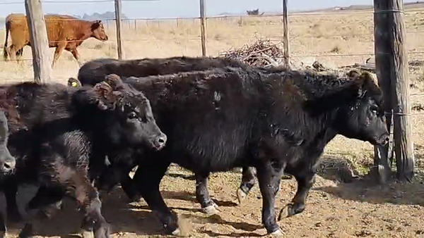 Lote 70 TERNS. MACHOS, HENDERSON, BS. AS.