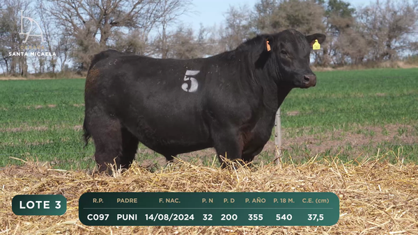Lote TOROS PC a CAMPO con DEPs