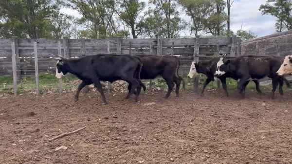 Lote Vacas de Invernada