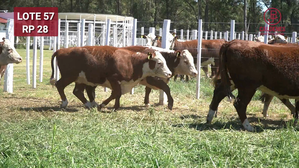 Lote VAQUILLONAS PREÑADAS PR Polled Hereford -PARICION OTOÑO 2026-