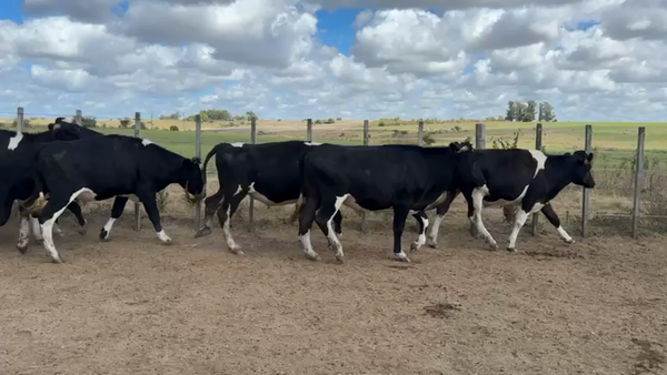 Lote NOVILLOS 2 a 3 AÑOS