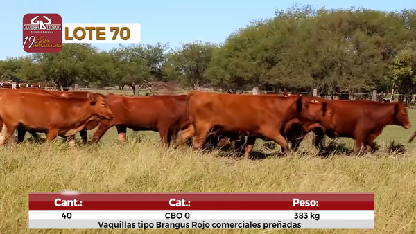 Lote Reproductores de Alborada - Lote 70