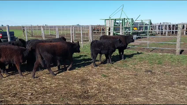 Lote Terneros/as en Chillar, Buenos Aires
