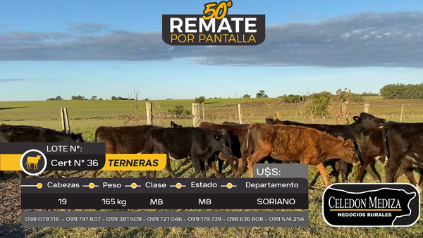 Lote 19 Terneras en Cardona, Soriano