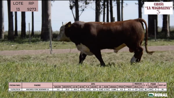 Lote Toros POLLED HEREFORD PI RP 9273 9343 9449