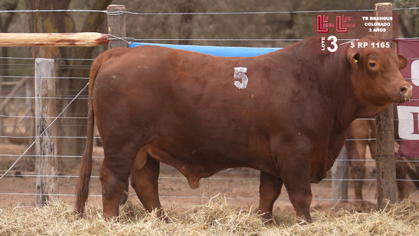 Lote BRANGUS COLORADO 3 AÑOS