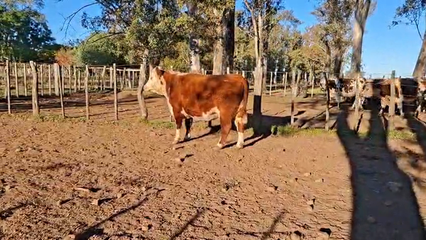 Lote VACA GORDA