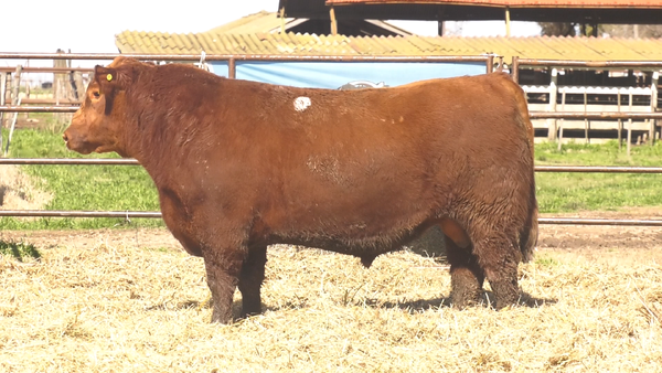 Lote TOROS ANGUS  PP