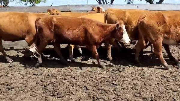 Lote Vacas Preñadas