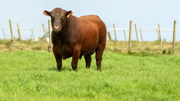 Lote Tacuru - Toro - RP 177