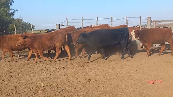Lote 12 TERNERAS