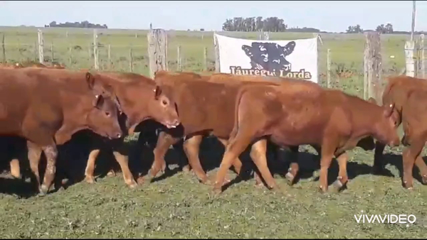 Lote 60 Terneros en Casalins, Buenos Aires