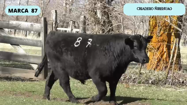 Lote 1 Toro en XI Región Aysén, Coyhaique