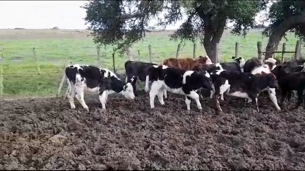 Lote (Vendido)13 Terneros y Terneras HOLANDO/ HEREFORD 125kg -  en VIBORAS Y VACAS