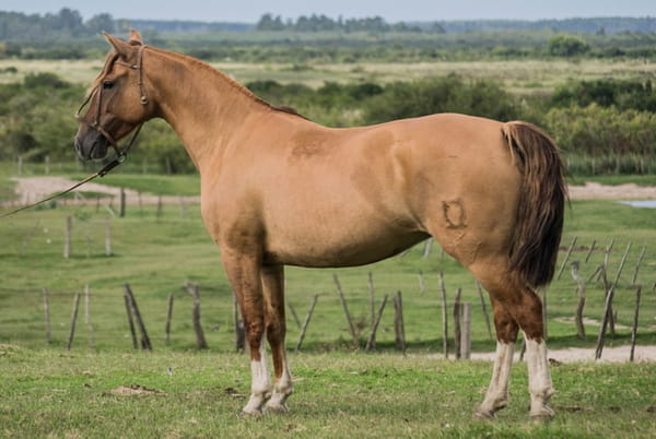 Lote CONSTANCIA NOVELA 1361