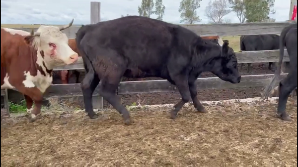 Lote VACAS PREÑADAS