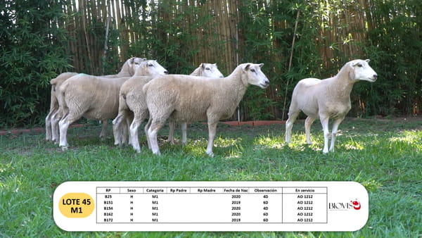 Lote Lote 45 - M1
