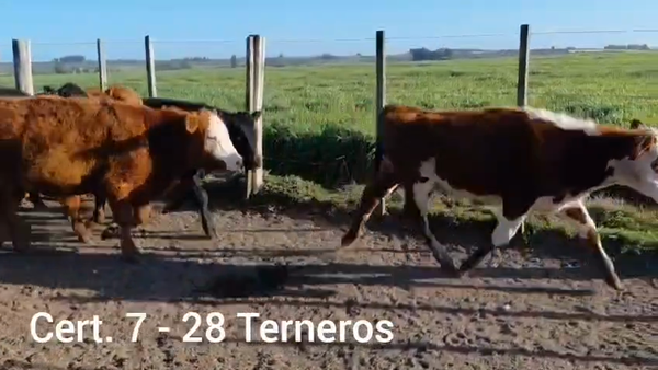Lote TERNEROS