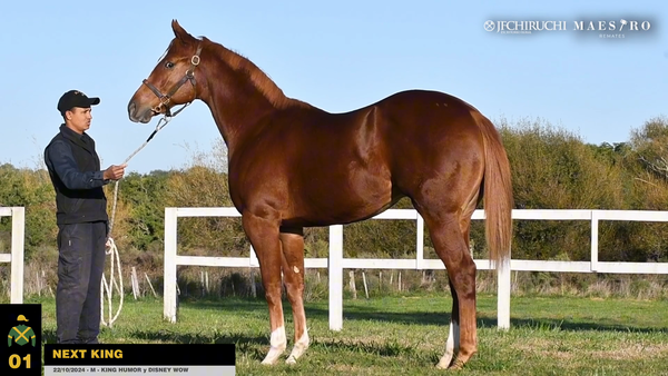 Lote NEXT KING