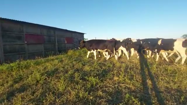 Lote Vaquillonas Para Entorar  - Margarita Dubois