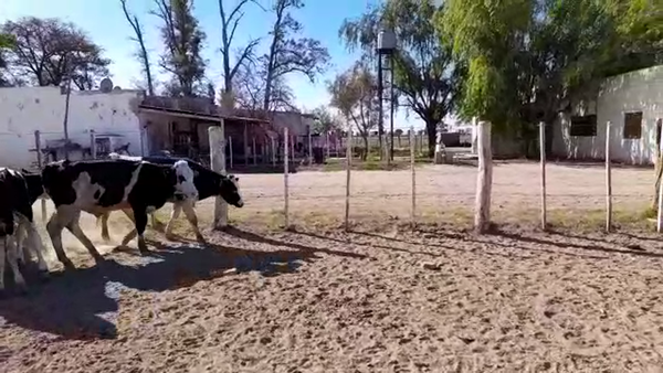 Lote 20 Terneros en Santa Fe, Sunchales