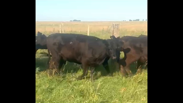 Lote 101 VAQUILLONAS PREÑADAS