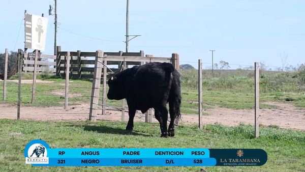 Lote Toro