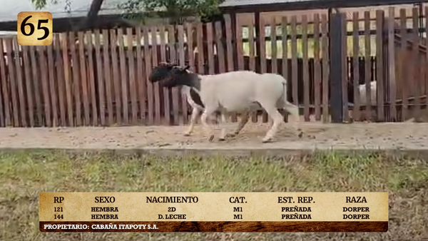 Lote LOTE 65