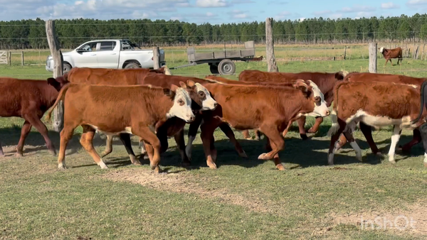 Lote 123 Terneros en Corrientes, Concepción