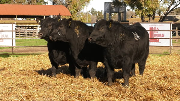 Lote TOROS ANGUS NEGROS PC