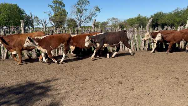 Lote 57 Terneros/as en Corrientes, Sauce