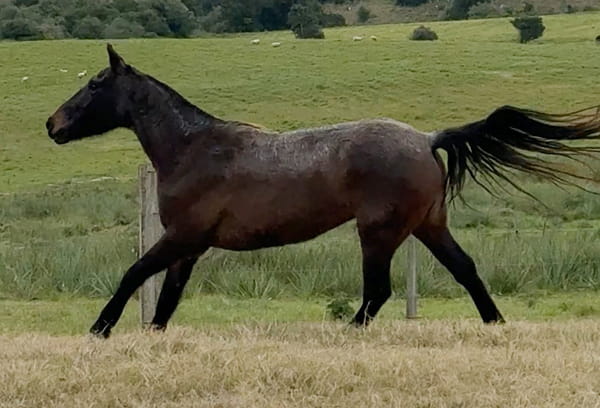 Lote DORADA EL TACUARAL