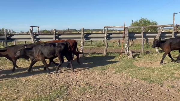 Lote 14 Terneros/as en Corrientes, Monte Caseros